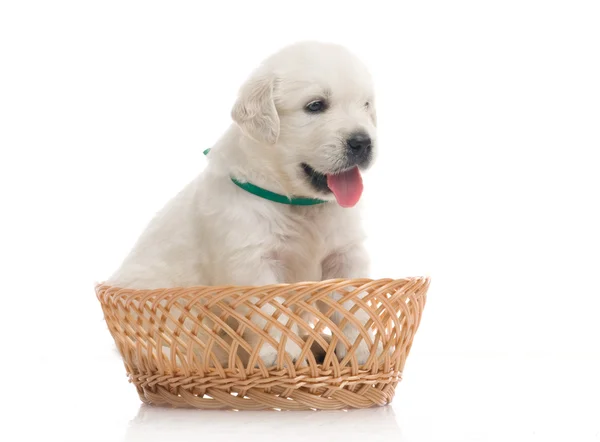 stock image Small cute golden retriever puppy, isolated on white background