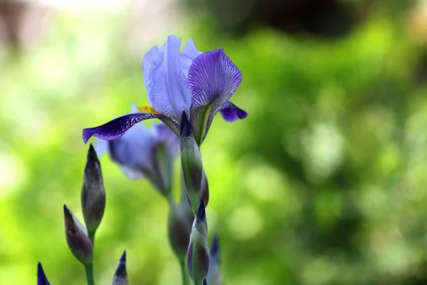 Bunga ungu. — Stok Foto