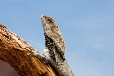 Frilled Dragon Closeup clipart