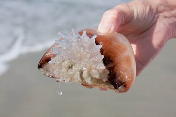 Sosteniendo una medusa —  Fotos de Stock