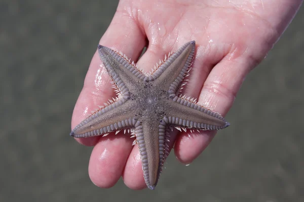 Sosteniendo una estrella de mar —  Fotos de Stock