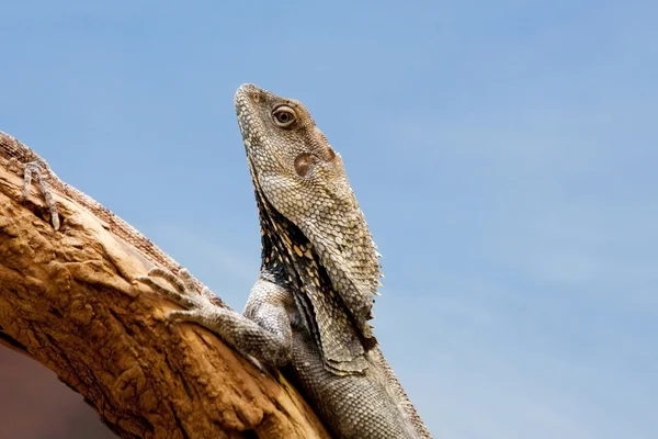 Frilled Dragon Closeup — Stock Photo, Image