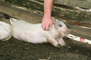 Pig In A Pen clipart