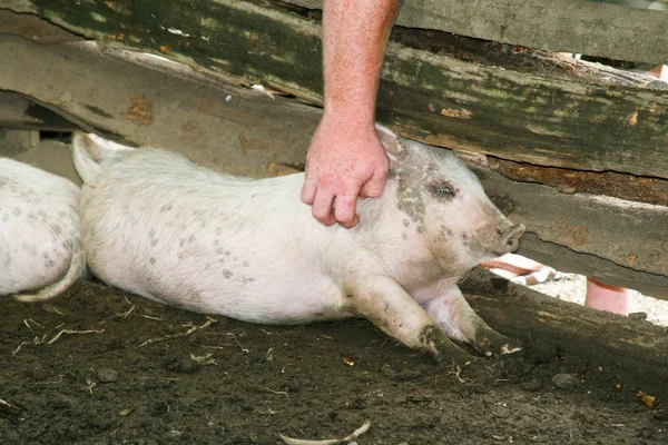 stock image Pig In A Pen