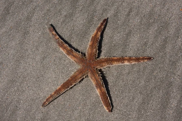 Canlı deniz yıldızı — Stok fotoğraf