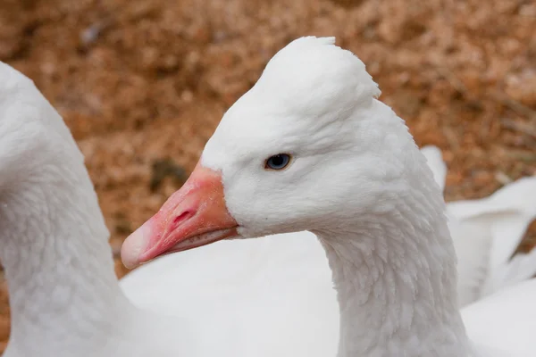 Roman Crested Geese — Stock Photo, Image