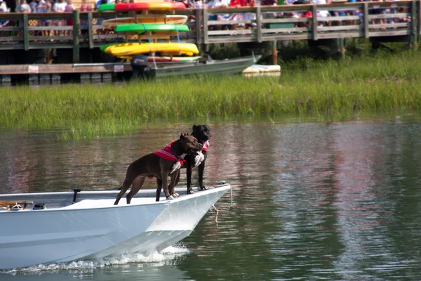 Boxer hund på en båt — Stockfoto