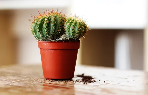 Cactus — Stock Photo, Image