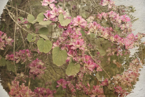 Floral φόντο — Φωτογραφία Αρχείου