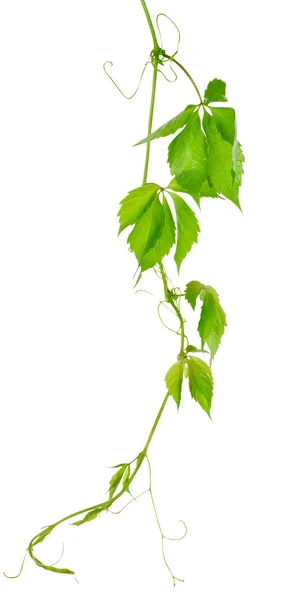 Grape vine leaves — Stock Photo, Image
