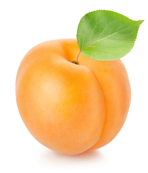 Aprikose mit Blatt — Stockfoto