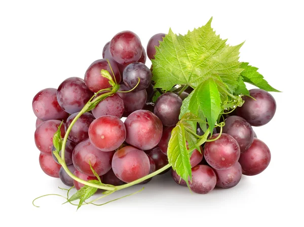 Dark blue grapes with a vine — Stock Photo, Image