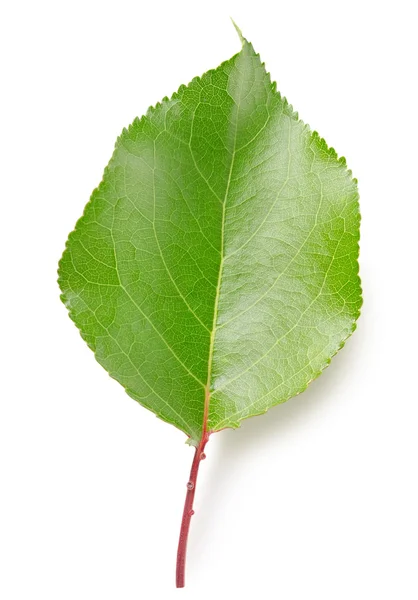 잎 살구 — 스톡 사진