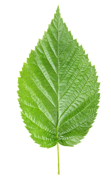 Малиновые листья — стоковое фото