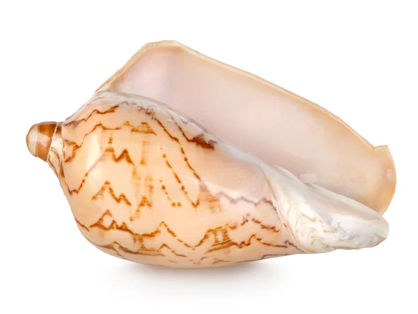 Красочная морская оболочка, изолированная на белом — стоковое фото