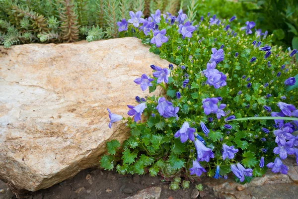 Campanula niebieski opoka roślina — Zdjęcie stockowe