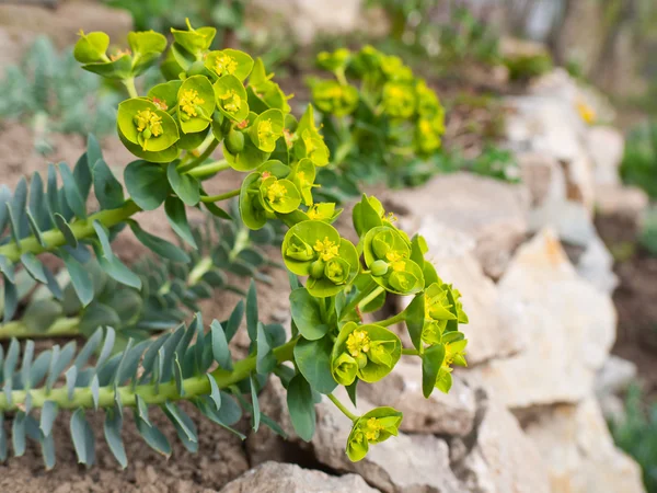 Euphorbia flower — Stock Photo, Image