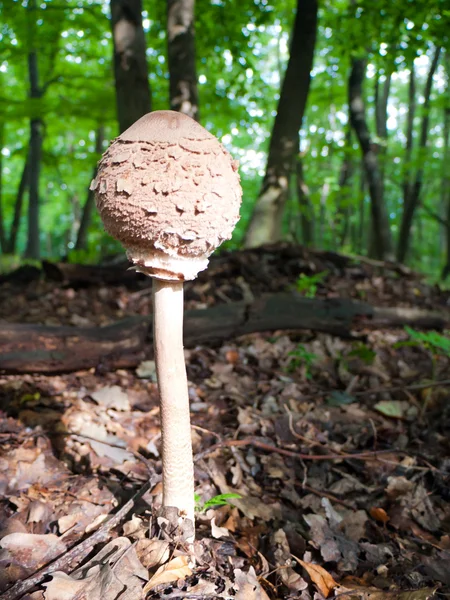 Молодой зонтик-гриб — стоковое фото