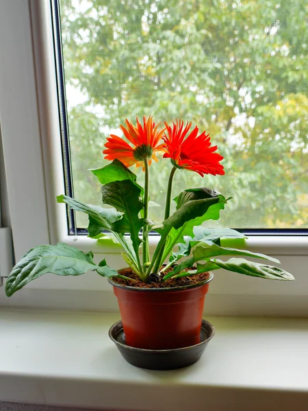 gerbera papatya