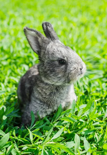 Pequeño conejo gris en el césped verde — Foto de Stock