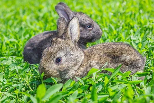 Malý šedý králík na zeleném trávníku — Stock fotografie