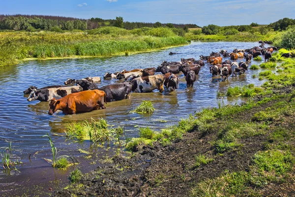 Krowy przedzierać się przez rzekę — Zdjęcie stockowe