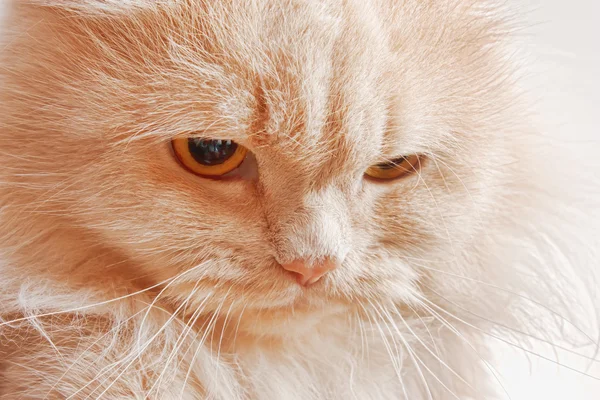 Muso di gatto arrabbiato rosso — Foto Stock