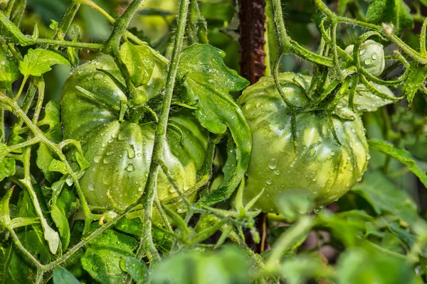 Tomat hijau dalam embun — Stok Foto