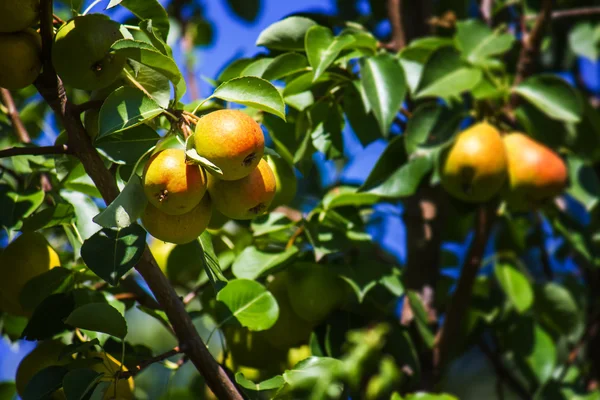 stock image Ripe pears are hanging in the foliage