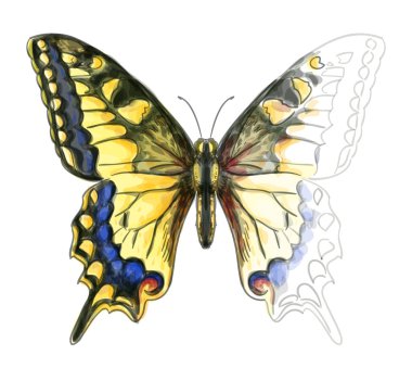 Butterfly Papillo Machaon. Unfinished Watercolor paint imitation clipart