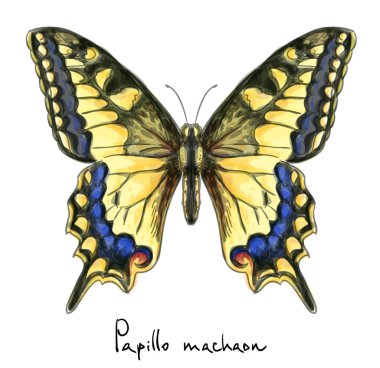 Kelebek papillo machaon. suluboya taklit.