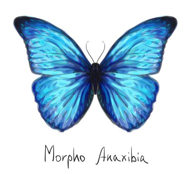 Butterfly Morpho Anaxibia. Watercolor imitation. clipart