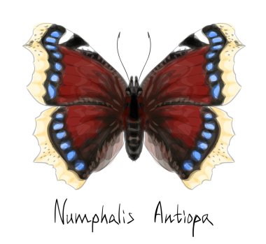 Butterfly Numphalis Antiopa. Watercolor imitation. clipart