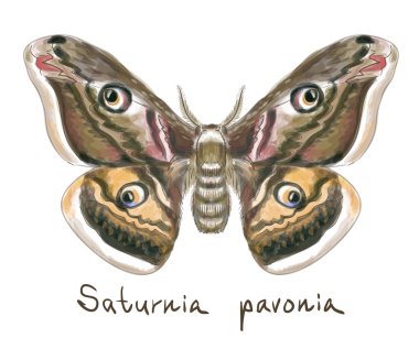 Butterfly Saturnia Pavonia. Watercolor imitation. clipart