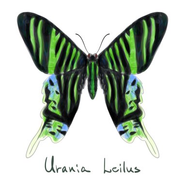 Butterfly Urania Leilus. Watercolor imitation. clipart