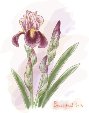 Bearded iris. Watercolor imitation. clipart