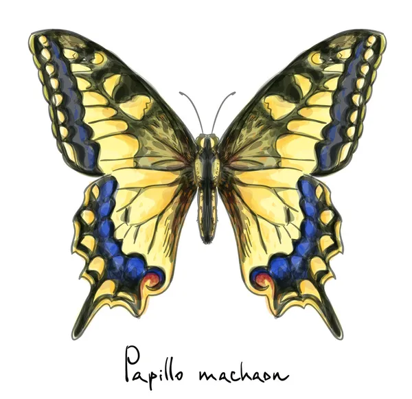 Butterfly Papillo Machaon. Watercolor imitation. — Stock Vector