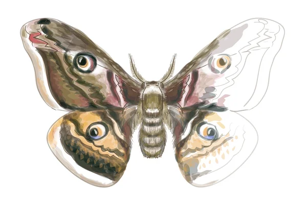サトゥルニア パボニアを蝶します。水彩画の模倣. — Διανυσματικό Αρχείο