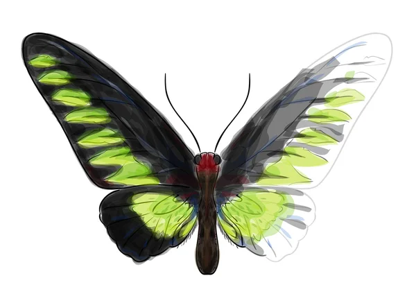 Mariposa Troganoptera Brookina . — Archivo Imágenes Vectoriales