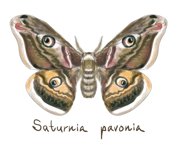 Papillon Saturnia Pavonia. Imitation aquarelle . — Image vectorielle