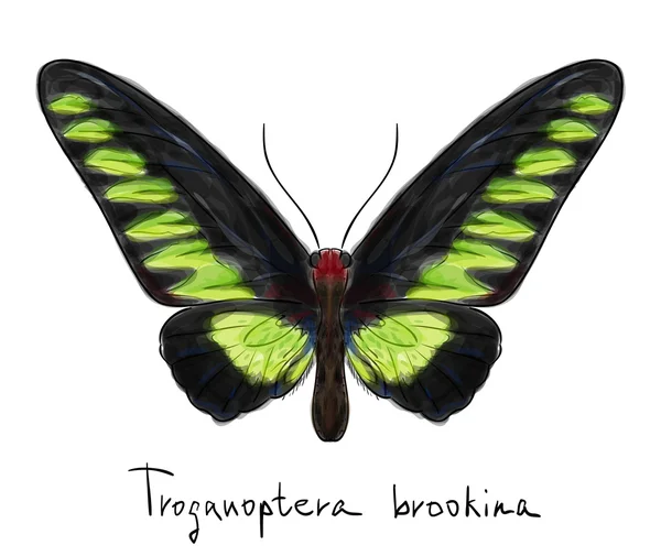 Mariposa Troganoptera Brookina (macho). Imitación de acuarela . — Vector de stock