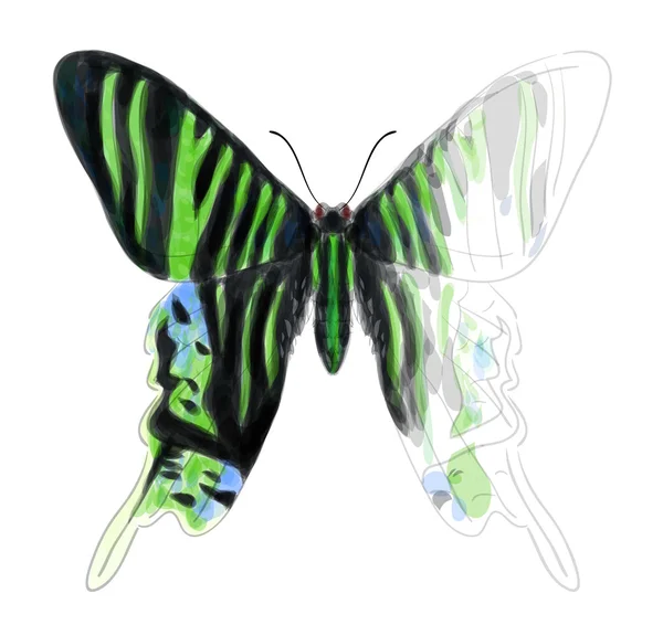 Motyl urania leilus. Niedokończone akwarela imitacja rysunku — Wektor stockowy