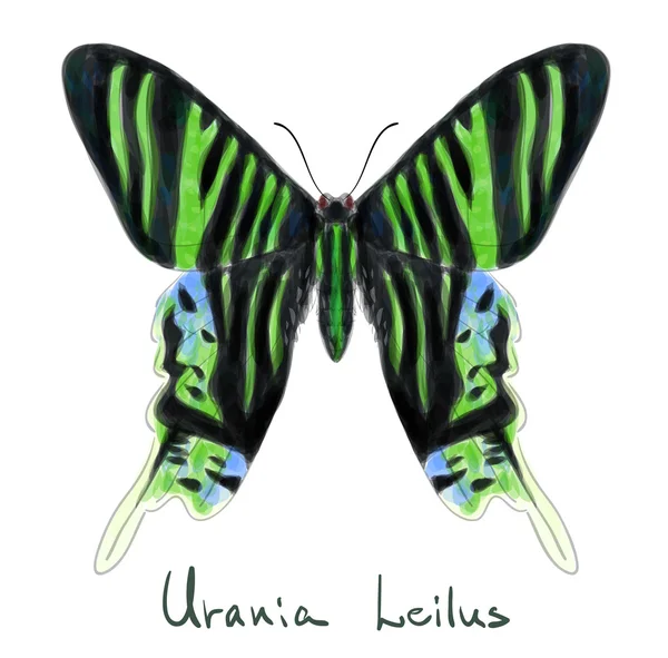 Motýlí urania leilus. Akvarel imitace. — Stockový vektor