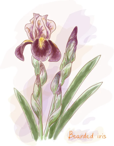 Iris barbuto. Imitazione acquerello . — Vettoriale Stock