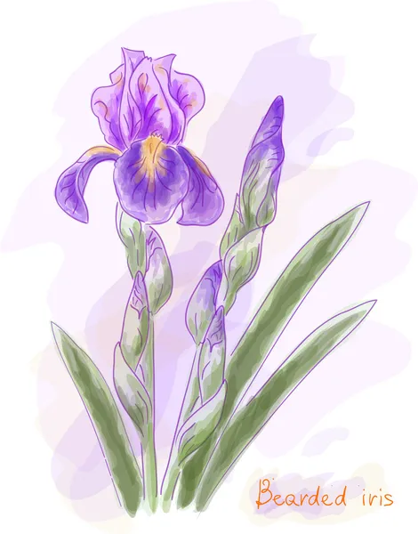 Bearded iris. Aquarel imitatie. — Stockvector