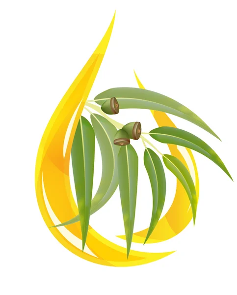 Olio essenziale di eucalipto — Vettoriale Stock