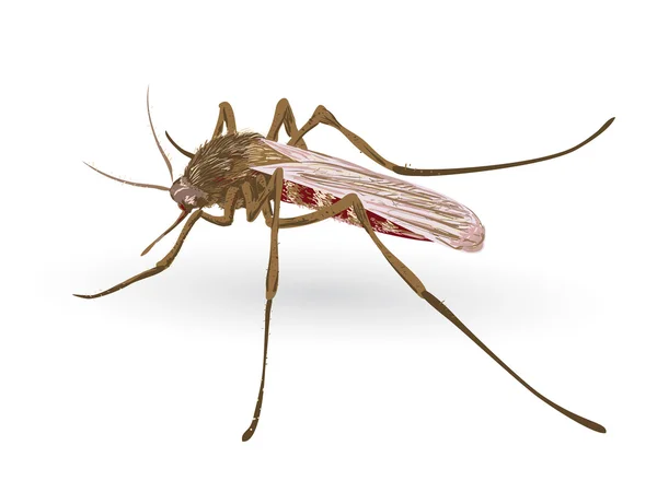 Mosquito.. — Vector de stock