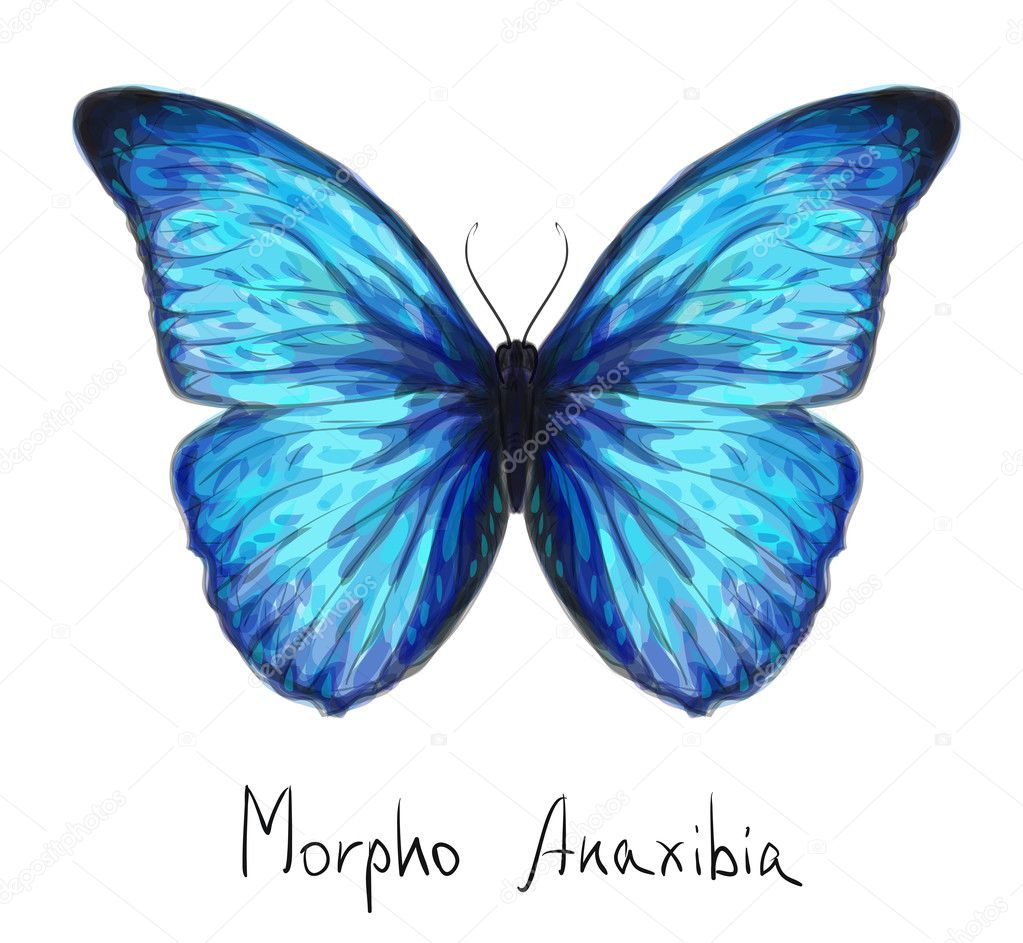 Butterfly Morpho Anaxibia. Watercolor imitation.