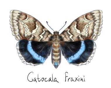 Butterfly Catocala Fraxini. Watercolor imitation. clipart