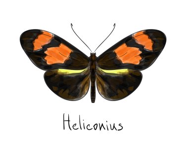 Butterfly Heliconius. Watercolor imitation. clipart